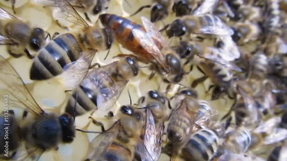 Queen Bee.
Queen Bee moving on honeycombs.
Queen Bee.
Queen Bee moving on honeycombs.