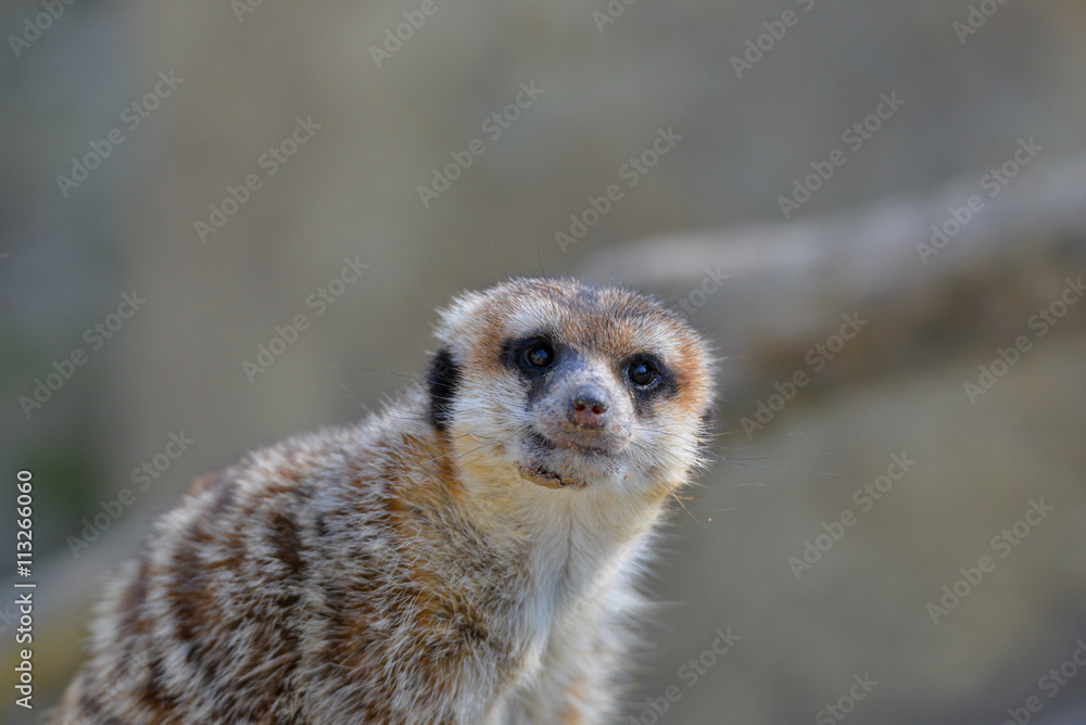 Erdmännchen Erdmännchen