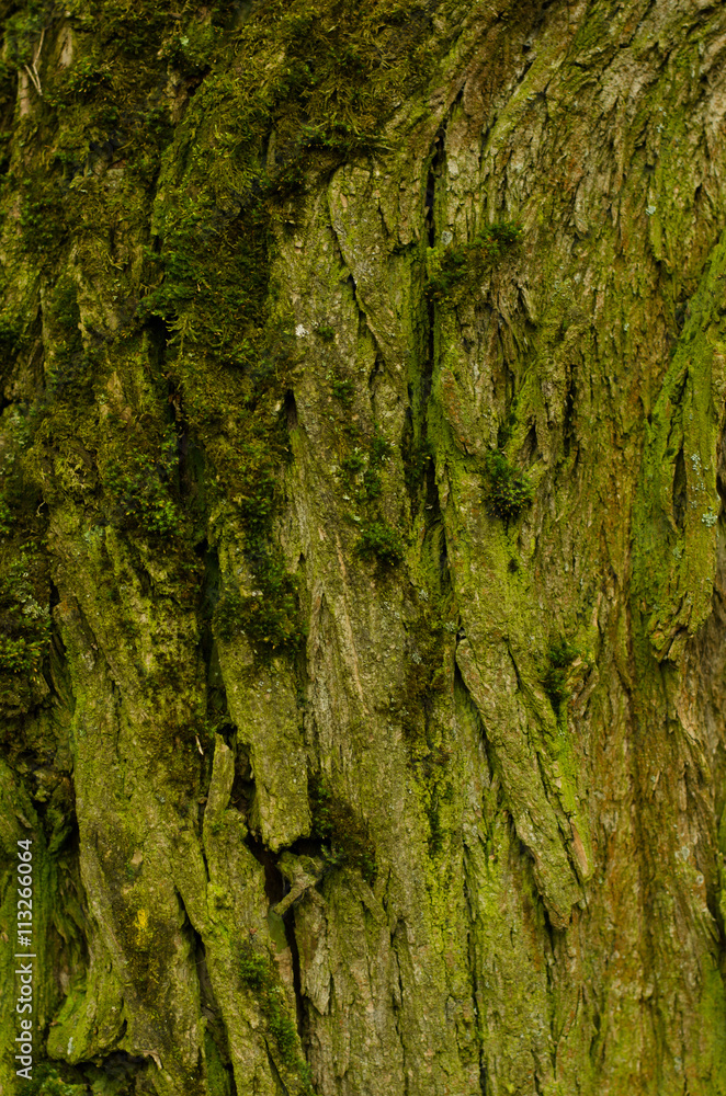 Tree bark texture Tree bark texture