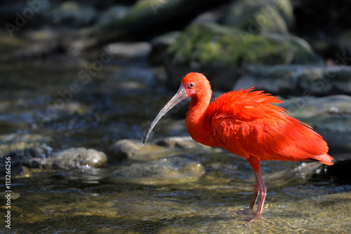 Roter Ibis im Bachlauf