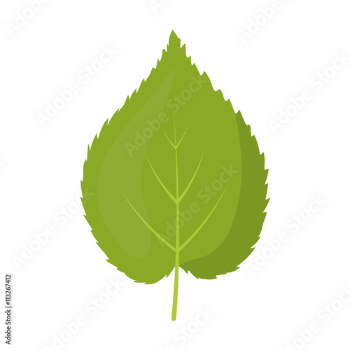 Linden leaf vector icon in cartoon style for web