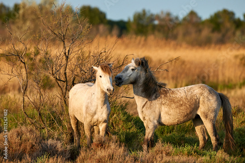 Two Camargue horses
