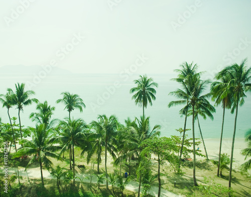 Lush green palms and sea beach background