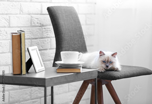 Color-point cat lying on bl...