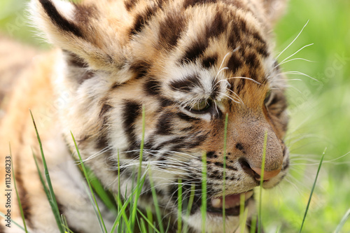 Fototapeta Naklejka Na Ścianę i Meble -  Baby tiger lying on grass