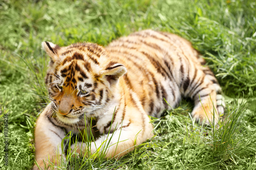Fototapeta Naklejka Na Ścianę i Meble -  Baby tiger lying on grass