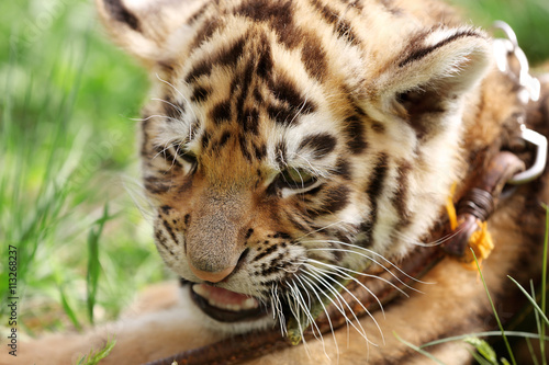 Baby tiger lying on grass