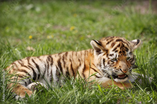 Baby tiger lying on grass