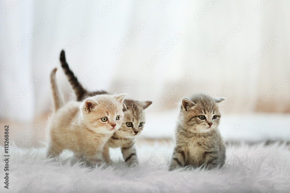 Naklejka premium Małe słodkie kocięta na dywanie