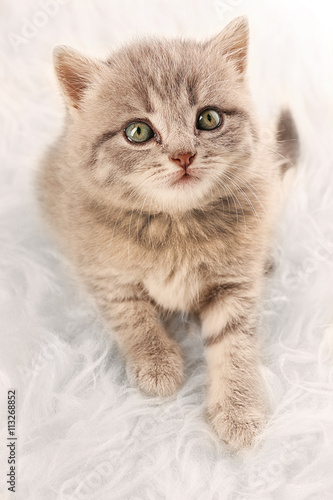 Small cute kitten on carpet