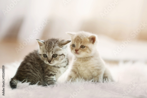 Fototapeta Naklejka Na Ścianę i Meble -  Small cute kittens on carpet