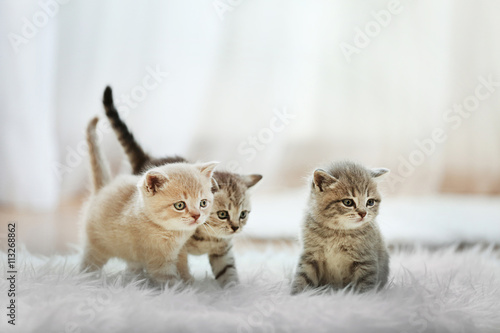 Murais de parede Small cute kittens on carpet