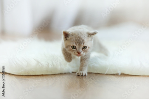 Small cute kitten on carpet