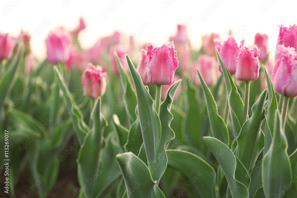 Field of beautiful blooming tulips Field of beautiful blooming tulips