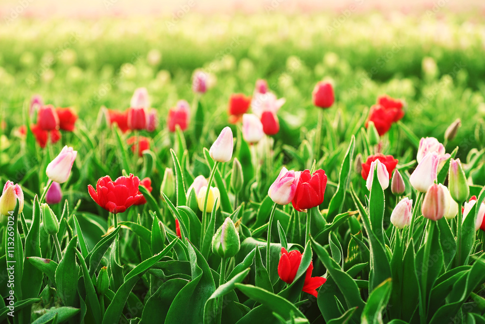 Field of beautiful blooming tulips