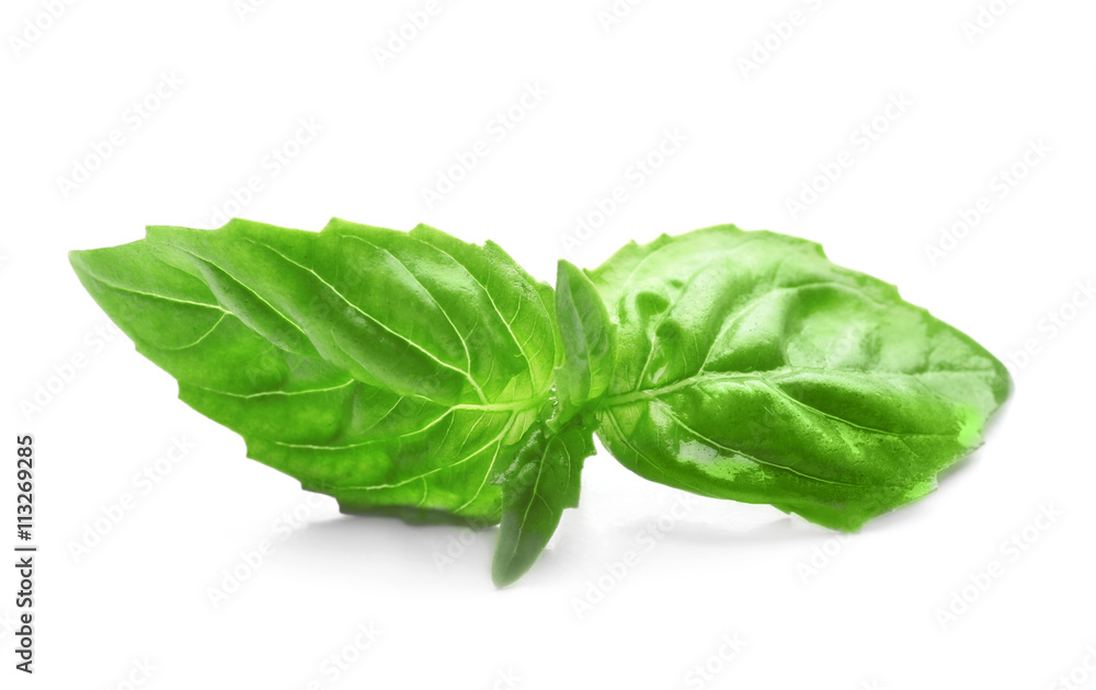 Basil leaves, isolated on white Basil leaves, isolated on white