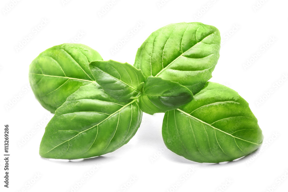 Basil leaves, isolated on white Basil leaves, isolated on white