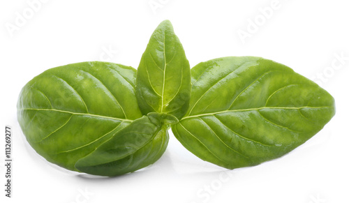 Basil leaves, isolated on white