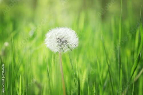 Dandelion on grass background