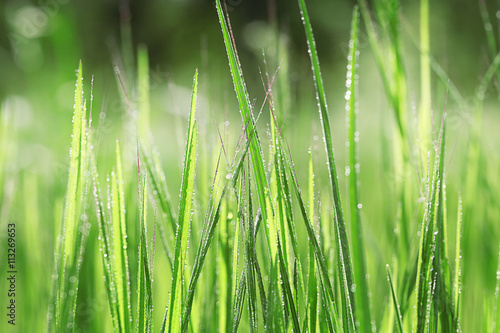 Variegated structures of grass