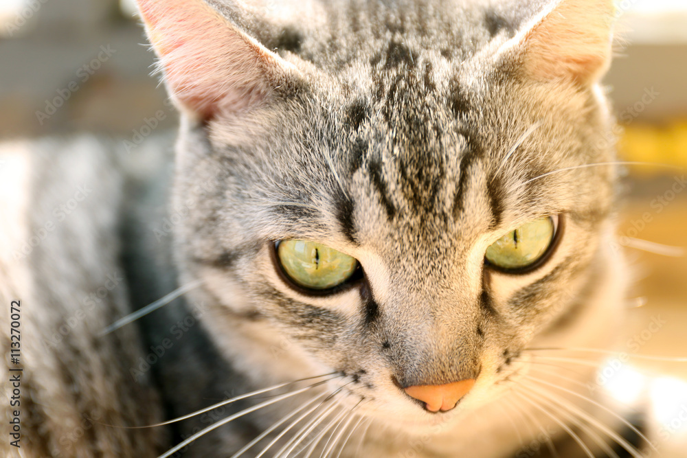 Grey cat, close up Grey cat, close up