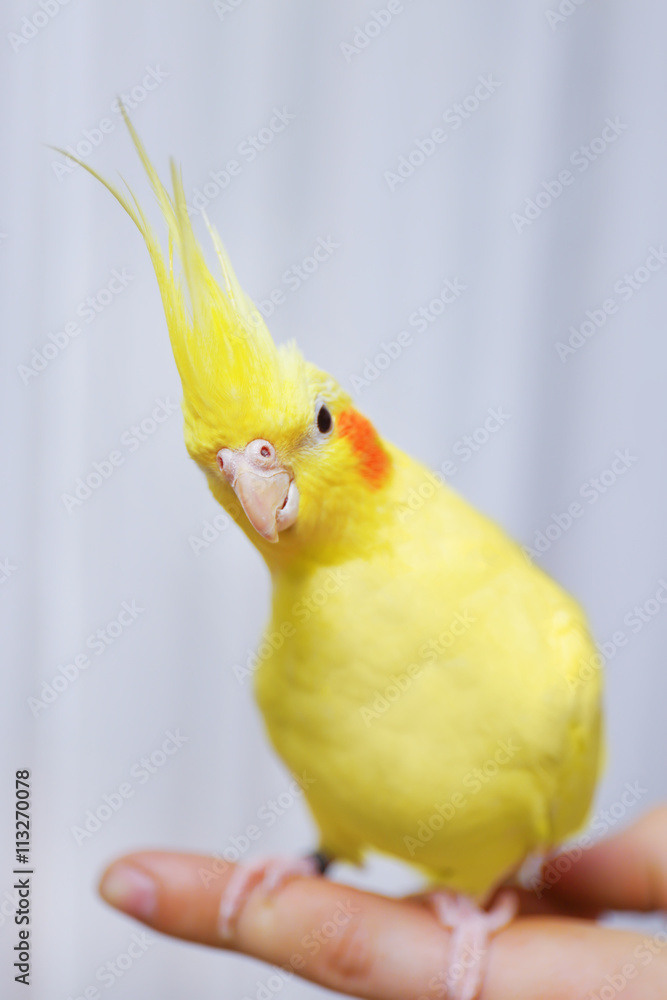 Obraz premium Yellow cockatiel on a female finger, close up