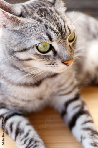 Grey cat, close up