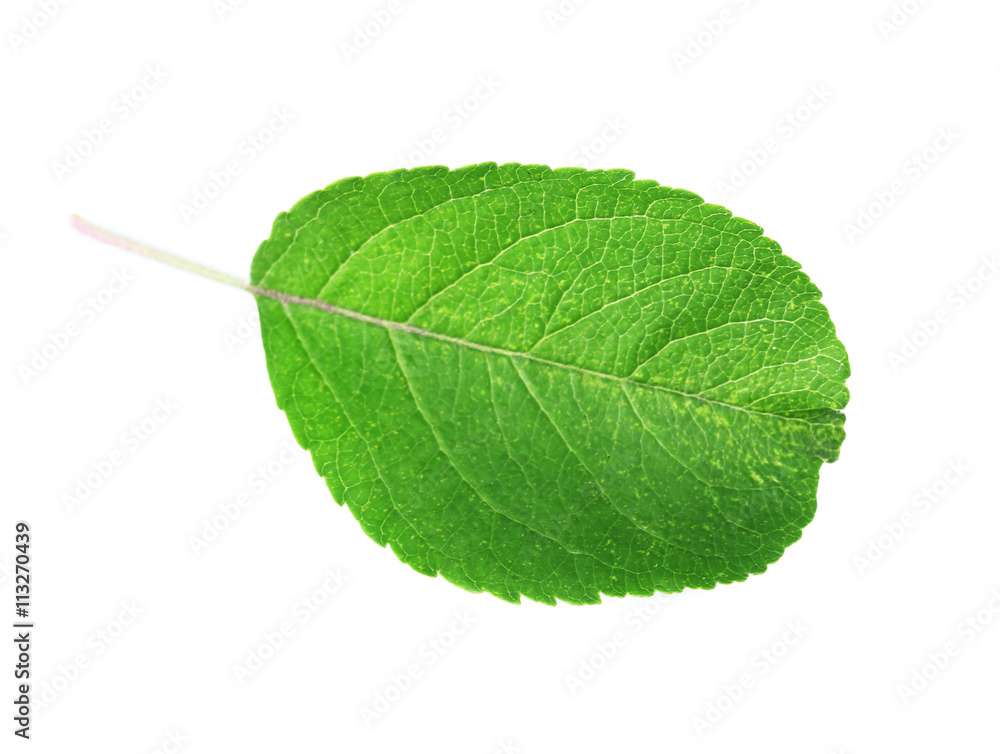 Obraz premium Green leaf, isolated on white