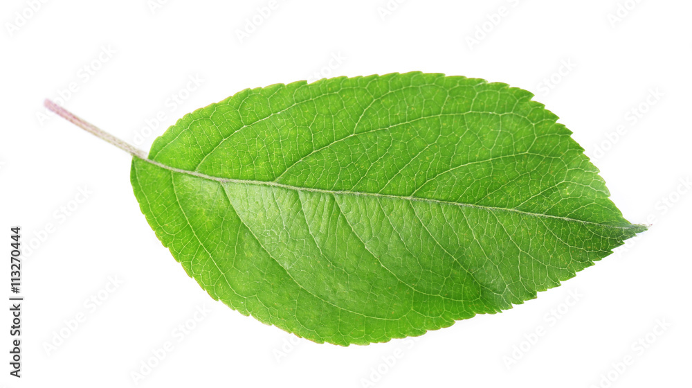 Obraz premium Green leaf, isolated on white