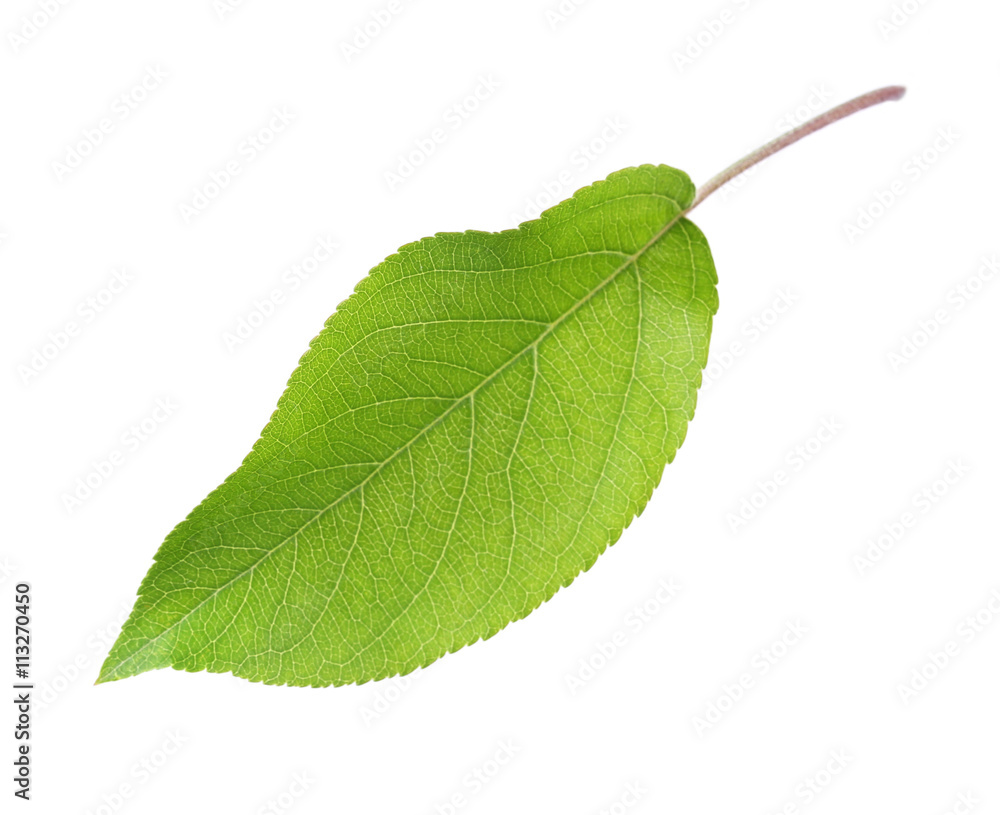 Fototapeta premium Green leaf, isolated on white