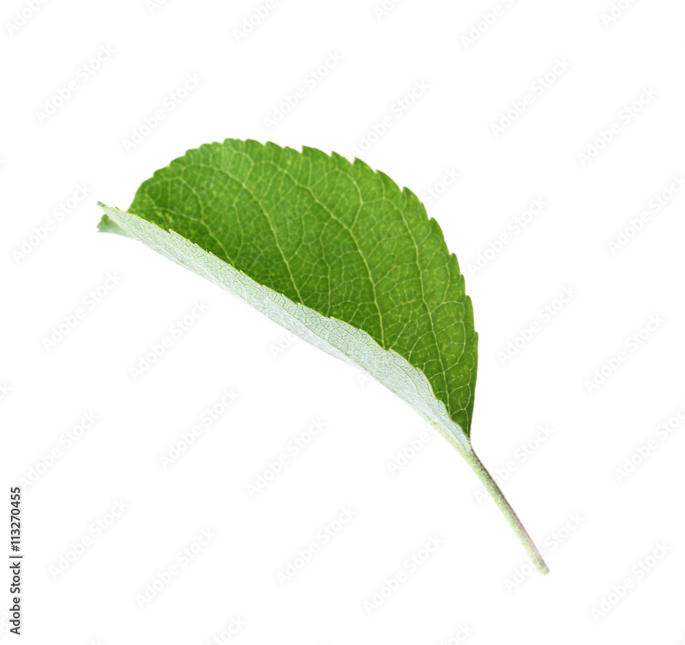 Fototapeta premium Green leaf, isolated on white
