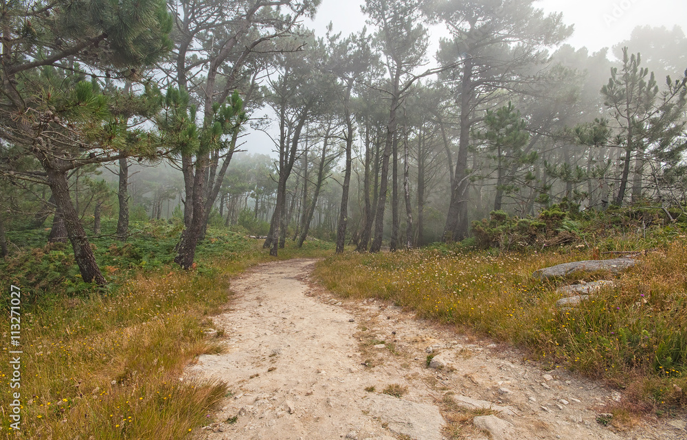 Fototapeta premium Road in the forest in Islas Cies, Spain