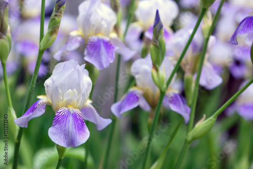 Purple iris flowers close up
