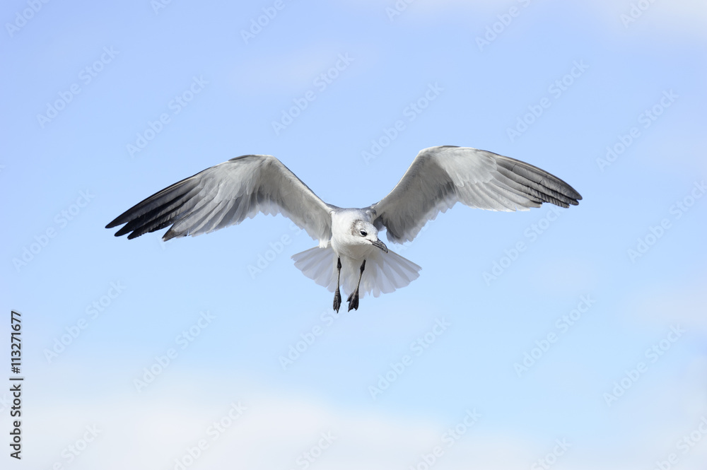 Fototapeta premium Seagull
