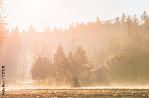 Young pine tree seedling garden landscape in the morning light w