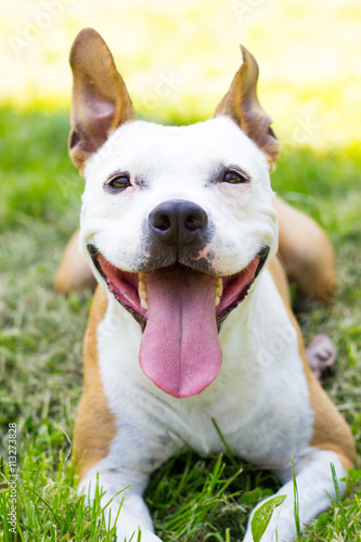 Cute happy dog portrait 
