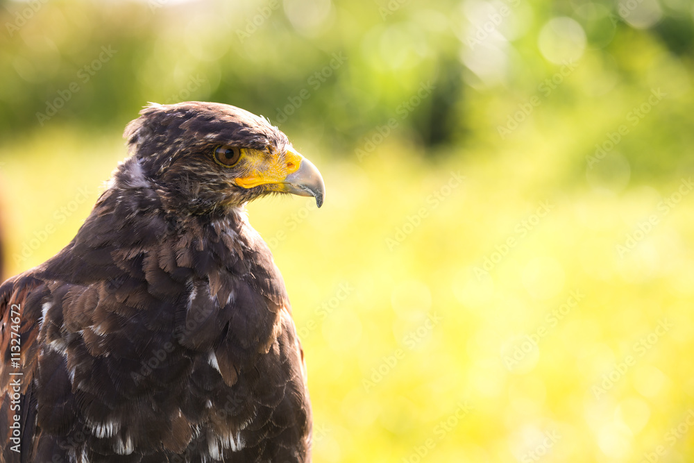 Falcon close up on the field during training Falcon close up on the field during training