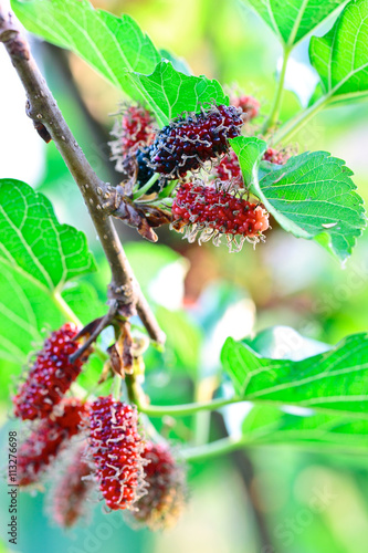 Mulberry on tree in the organic farm