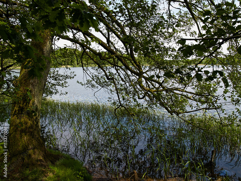 Naklejka premium Sunny day on a calm pond lake in summer