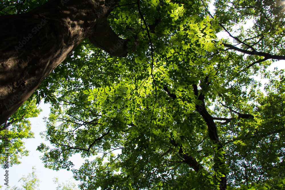Fototapeta premium Sunshine filtering through foliage