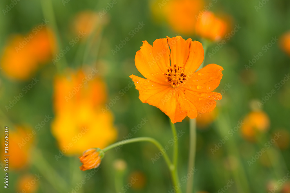 Orange cosmos flower with water droplets, growing in garden on a sunny day Orange cosmos flower with water droplets, growing in garden on a sunny day