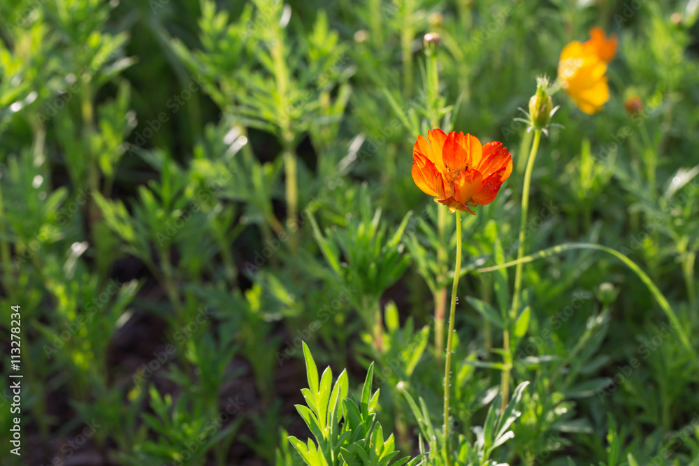 Red orange cosmos flower, close up in green foliage with small rain drops Red orange cosmos flower, close up in green foliage with small rain drops