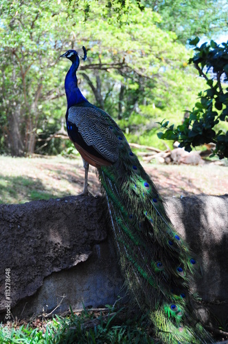 Palawan Peacock Pheasant photo