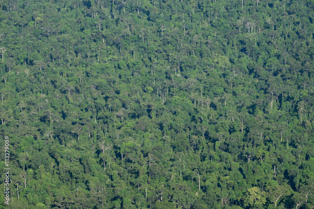 Fototapeta premium Deep green forest. Jungle tree texture background.