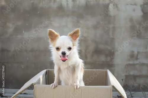 Photography white chihuahua standing in box