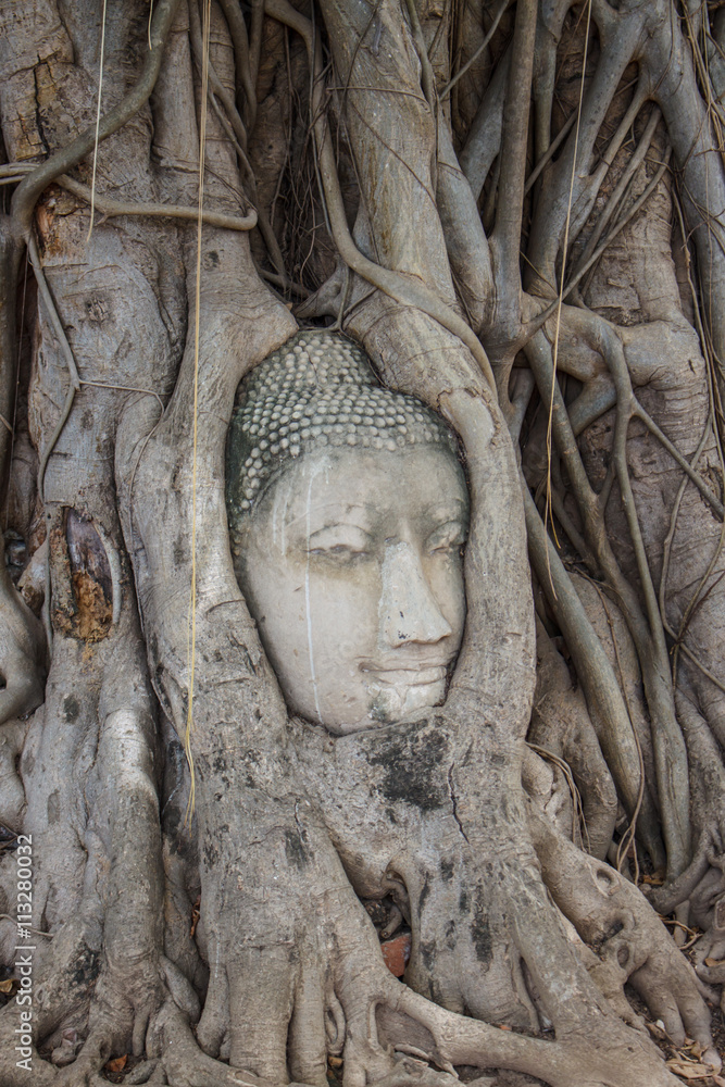 Stone head of buddha in root tree of Wat Mahathat in Ayutthaya, Thailand