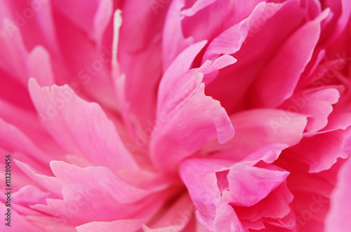 Closeup of pink peony © Ortis