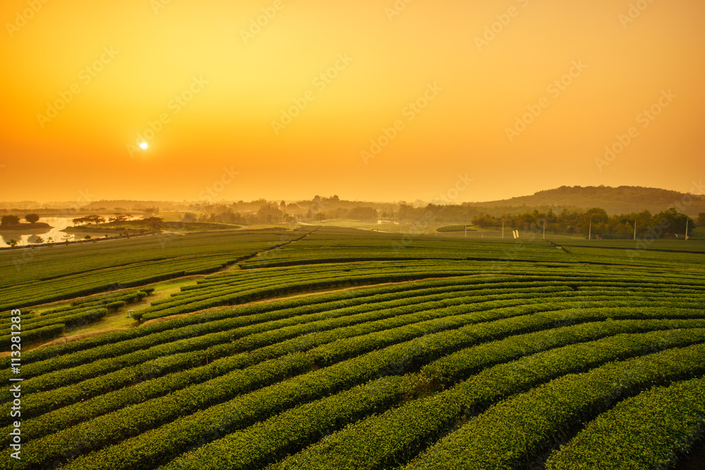 Landscape - Tea plantation fields in morning fog on sunrise.