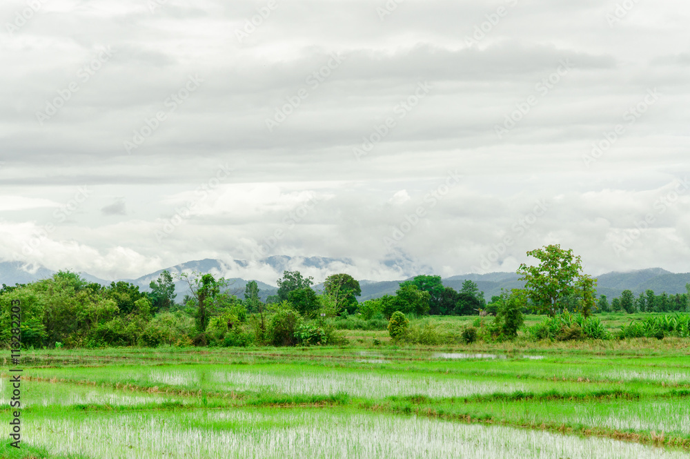 Obraz premium Agricultural landscape and mountains with fog after rain,Rain mist floating on the mountain the nature of green season in Thailand