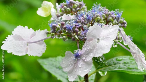 Wallpaper Mural 雨上がりの額紫陽花 Torontodigital.ca